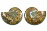 Cut & Polished Ammonite Fossil - Madagascar #377546-1